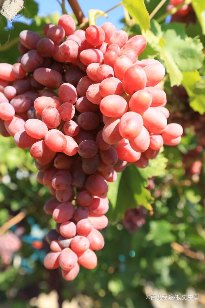 葡葡营养价值与功效