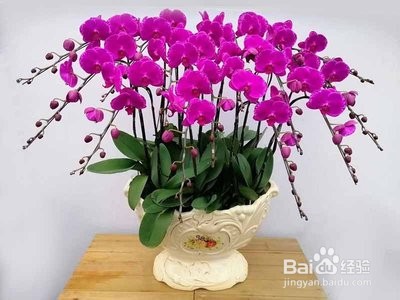 蝴蝶兰怎么养才会开花