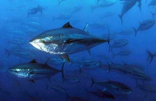 铿鱼和金枪鱼怎么区分