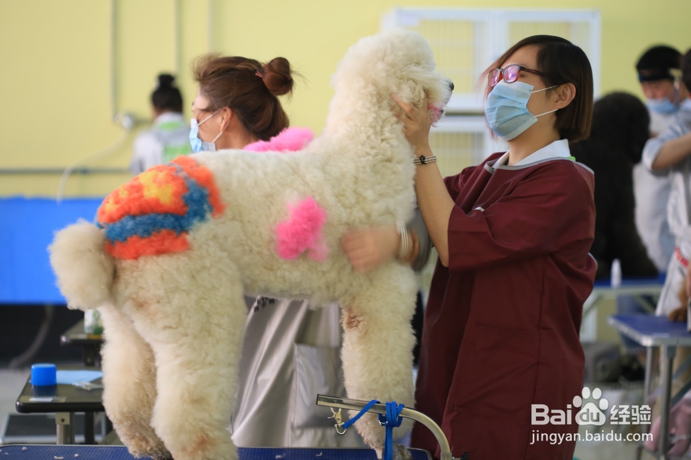 学宠物美容好不好