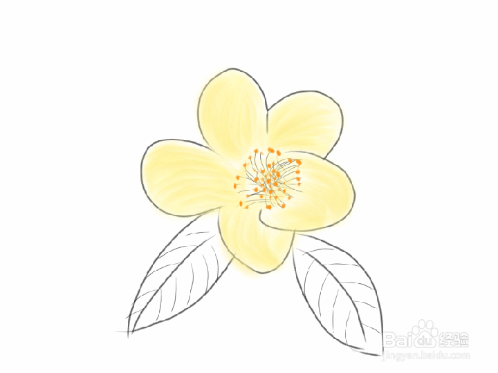 金花茶如何手绘