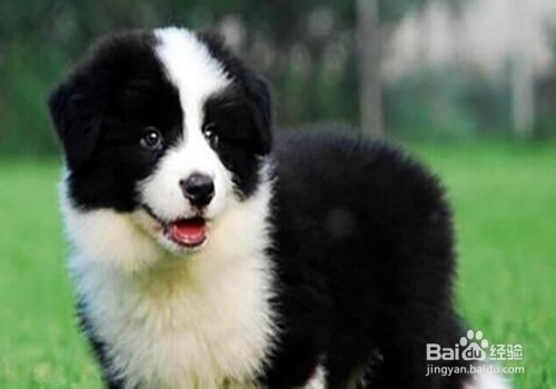 边境牧羊犬好养吗