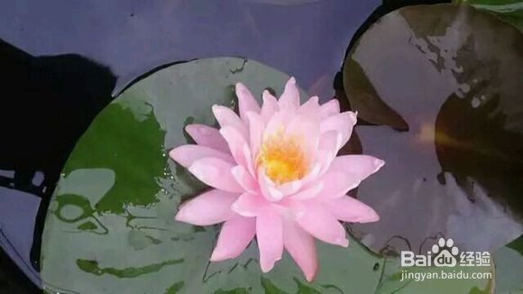 怎么种植睡莲