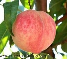 什么食物可以美白