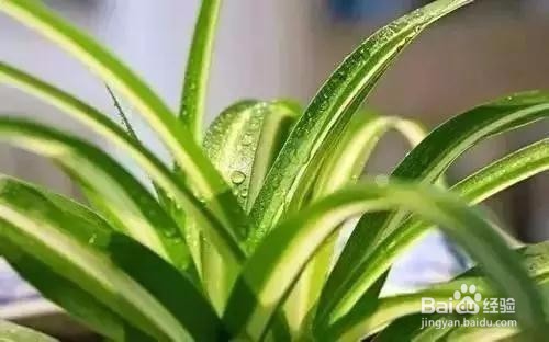 史上最全的吸毒植物.新房必备