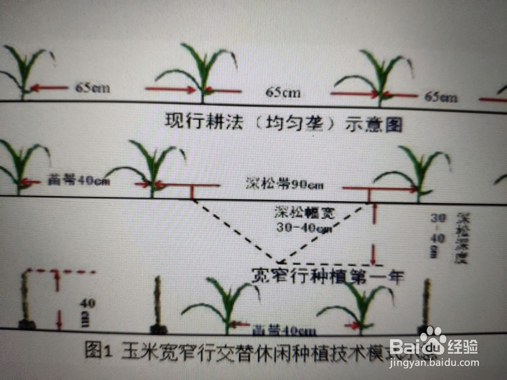 玉米宽窄行种植示意图图片