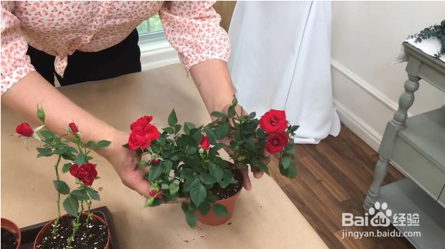 在家怎么栽种一盆美美的玫瑰？