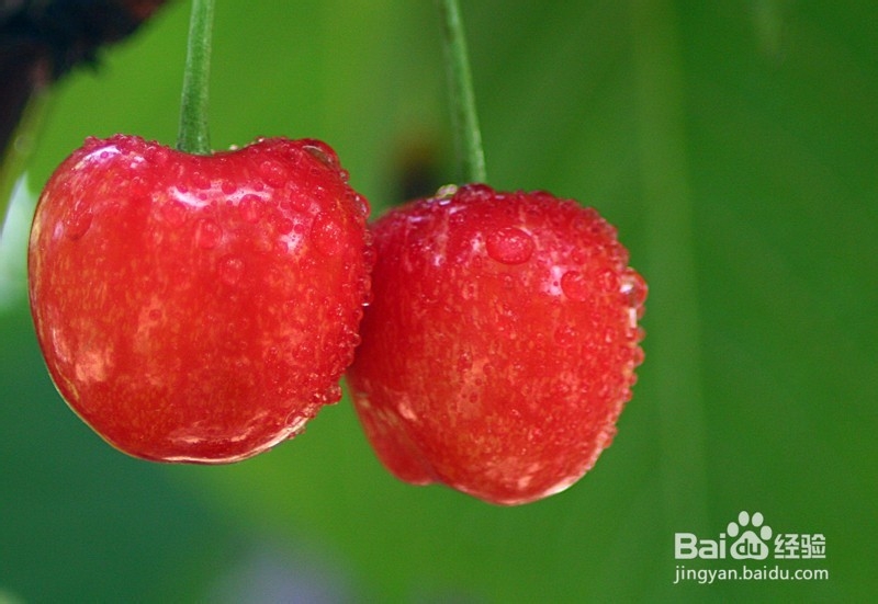 2013年青岛樱桃节旅游