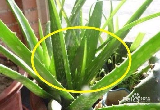 家里养这五种植物提神还能旺财!
