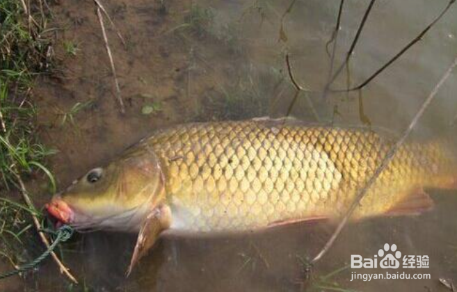 春天怎样钓鲤鱼？春天鲤鱼不吃钩怎么办？