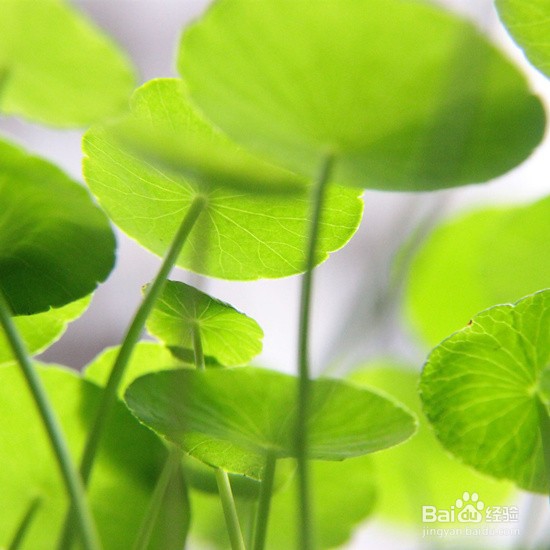 铜钱草水培方法