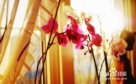 霉菌性阴炎影响怀孕吗