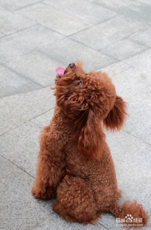 怎样训练泰迪犬固定地点大小便