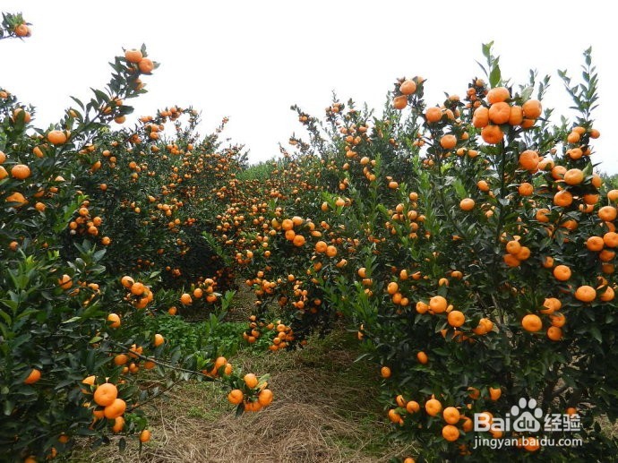 国庆过后，到长沙乡村怎样找农村人的乐子！！！