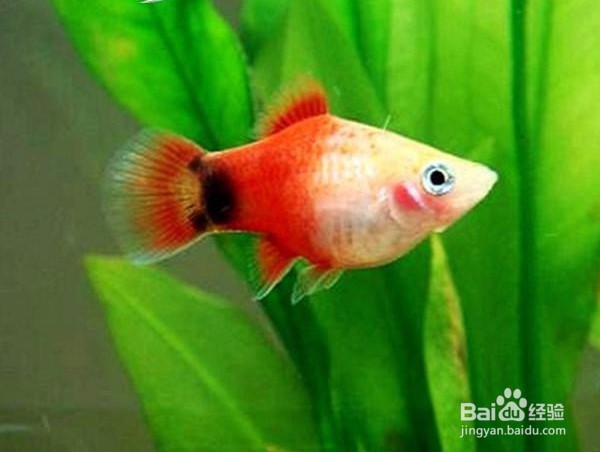 剑尾鱼的特性是什么 如何饲养