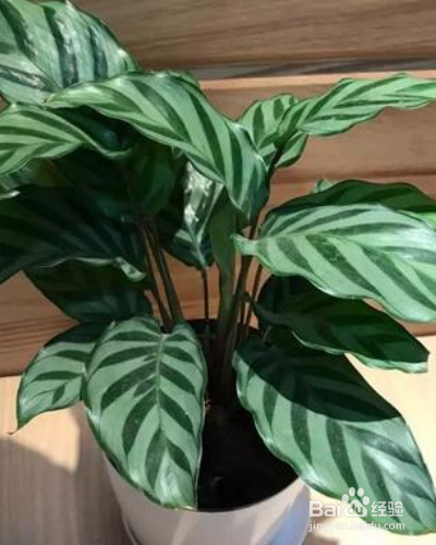 常绿草本植物猫眼竹芋如何养殖？