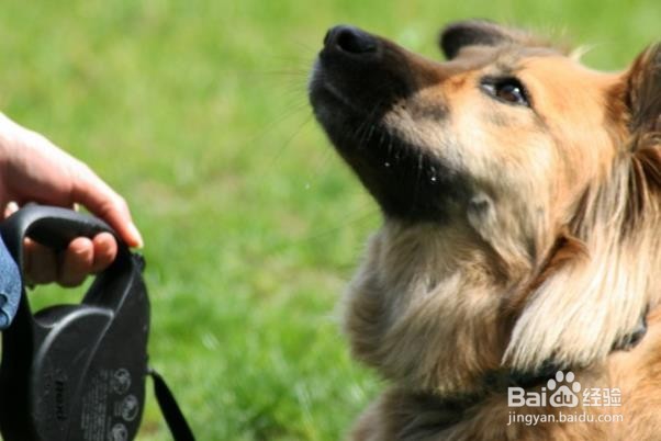 怎么训练狗狗衔取训犬方法