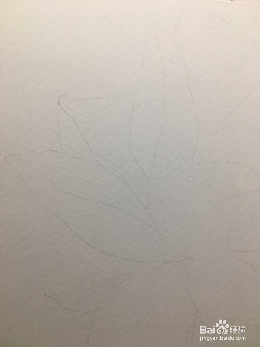 手绘画一朵荷花的彩铅画 莲花铅笔画