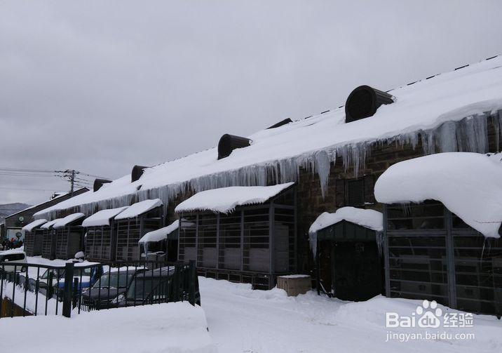 一条性价比爆棚的万元以下日本北海道观雪路线