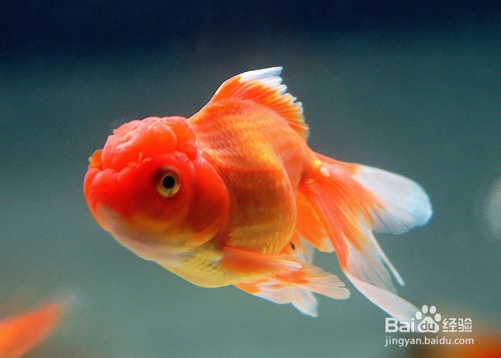 金鱼的头部、眼型、体型、鳞片变异的表现。
