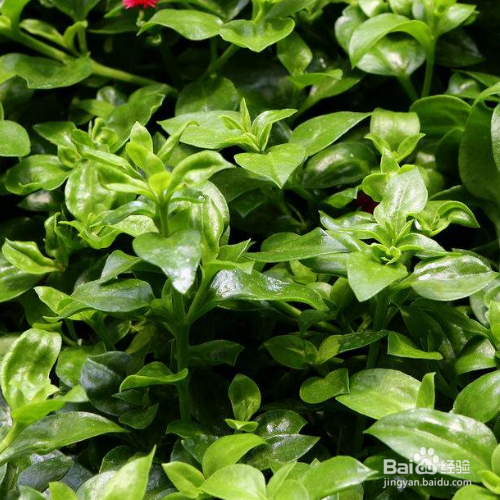 穿心莲该怎么养?