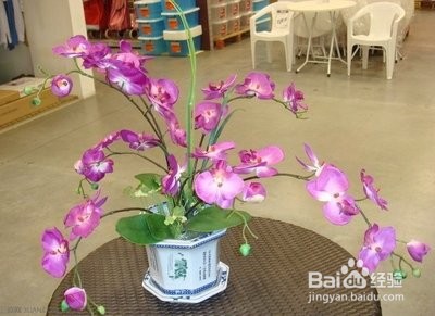 蝴蝶兰夏季怎么管理