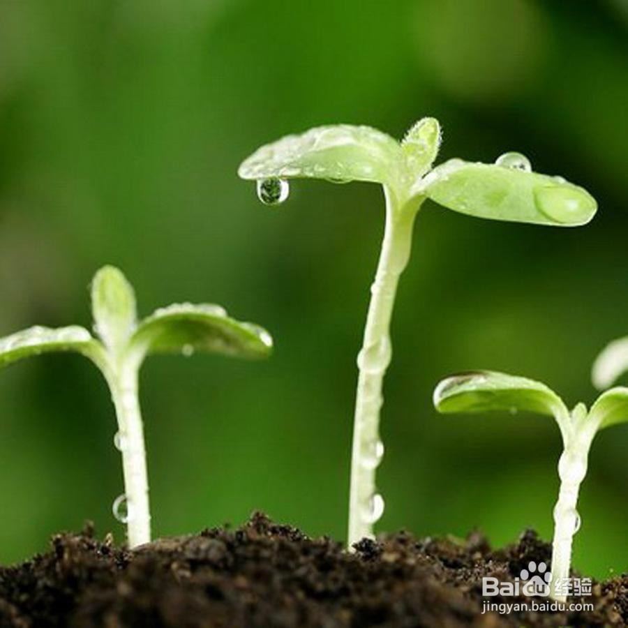 初中生物:种子萌发的条件