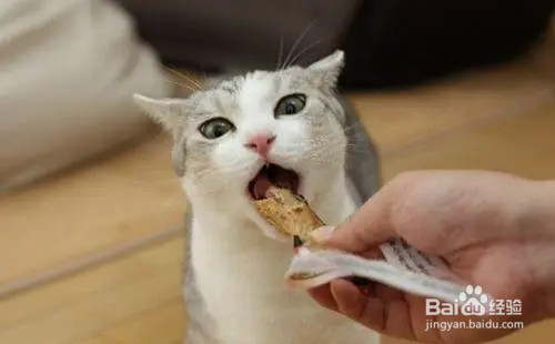 小猫护食特别凶怎么办