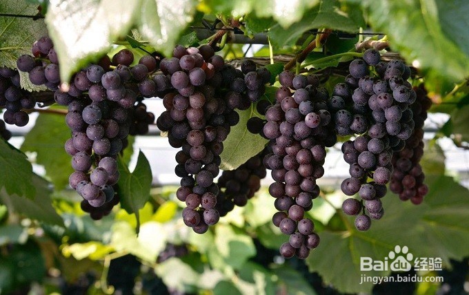 怎么样挑选出好的葡萄？