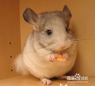 龙猫为什么是老鼠的样子