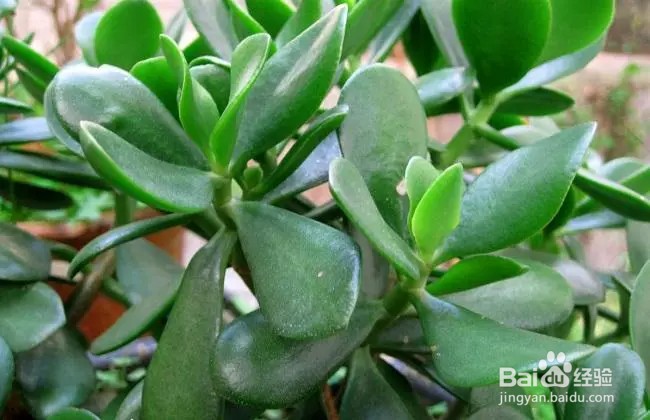 玉树夏季怎么养才能更旺盛?