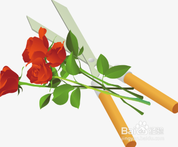 玫瑰花保鲜一个月方法