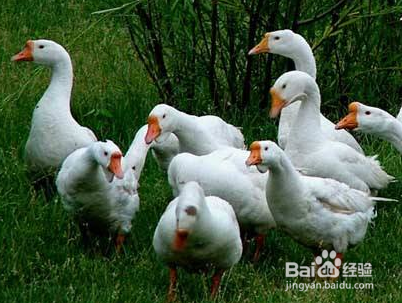 驱赶老鹰的好办法