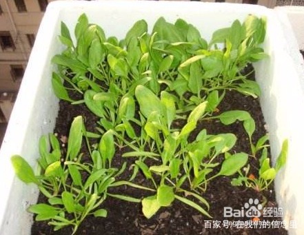 阳台如何种植菠菜