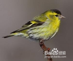 黄雀食制作方法