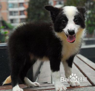 如何挑选一只聪明易训的狗狗