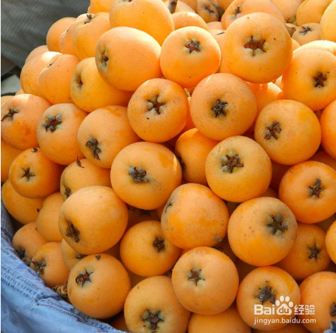 琵琶水果怎么保存