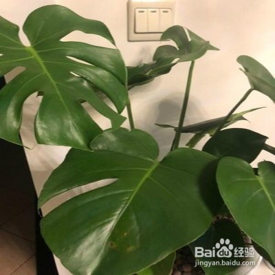 龟背竹盆栽黄叶怎么办