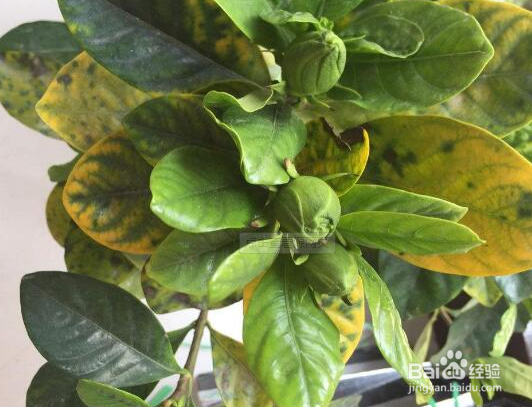 刚买回来的栀子花叶子蔫了怎么办