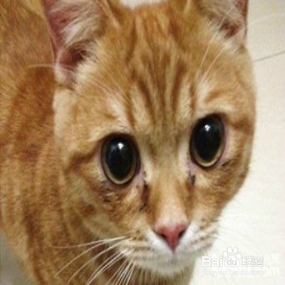 猫咪有泪痕怎么办