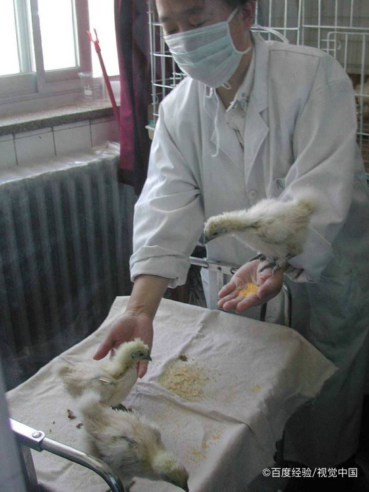 孕产妇能吃乌鸡吗
