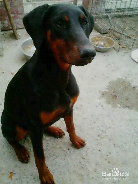 怎么分辨小狼狗和土狗