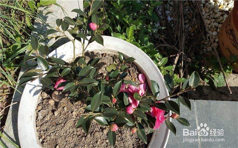 我为什么爱养花