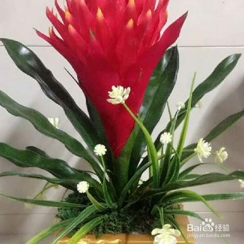 红运当头花的养殖方法和养殖技巧