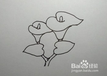 马蹄莲的简笔画（儿童简笔画教程）