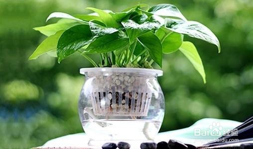 水培是建立在植物进化论上的一种技术手段