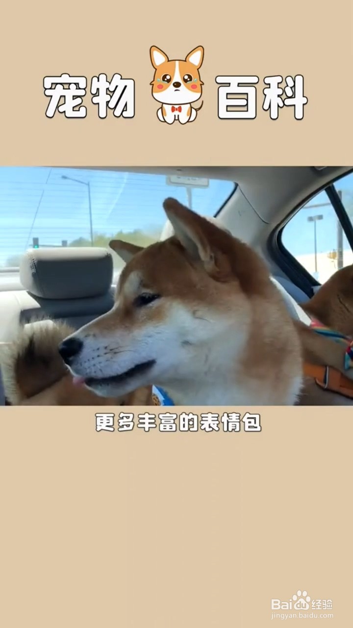 怎么区分秋田犬和柴犬？