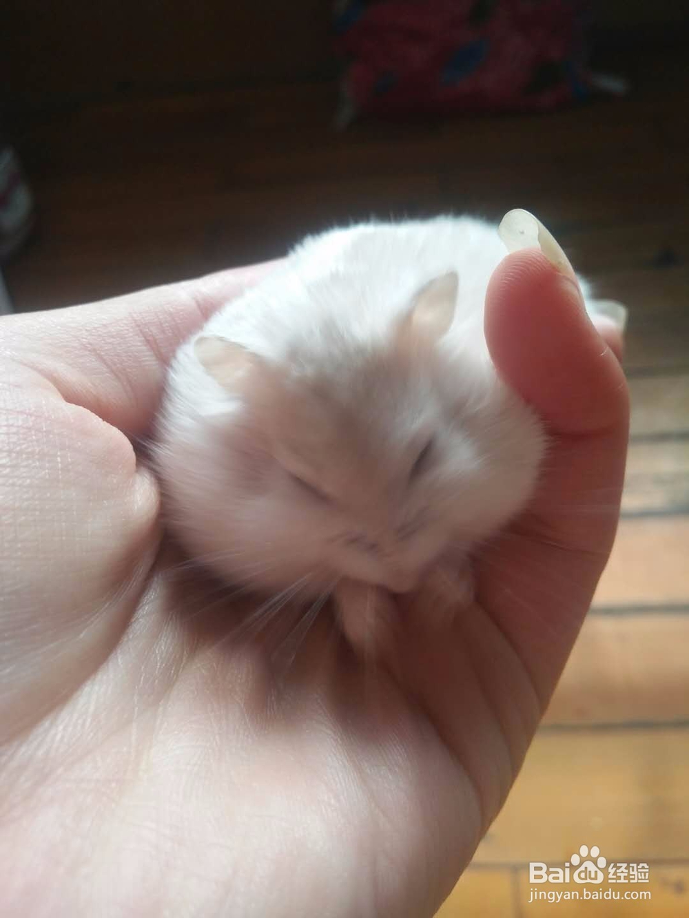 仓鼠傻呼呼的孕期日志,仓鼠怀孕怎么办