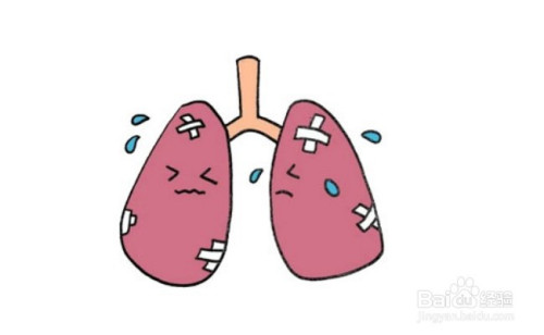 怎么画肺部的简笔画?