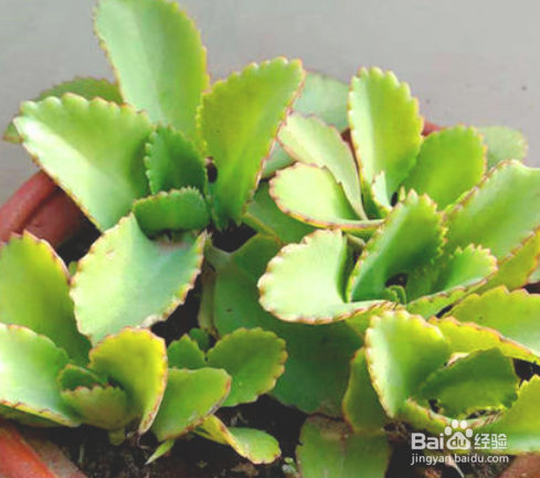 不死鸟的养殖方法